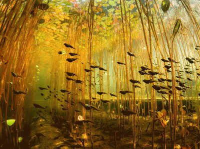 Canadian swamp