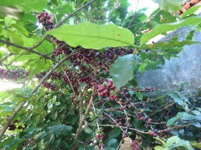 פאזל של Coffee plantation