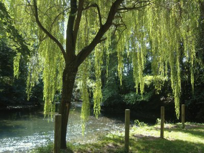 salice sul canale