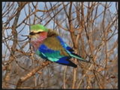 bird jigsaw puzzle