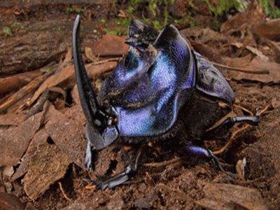 Escarabajo cornudo