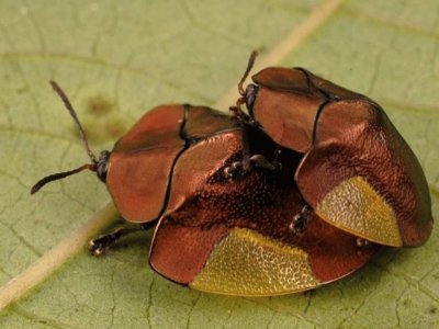 פאזל של Escarabajo tortuga