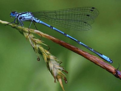 Libelula azul