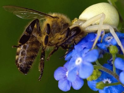 Lucha por la supervivencia