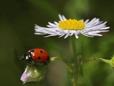 Mariquita en flor