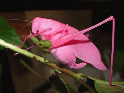 Saltamontes rosa