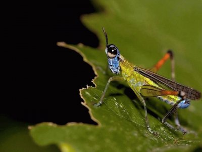 Saltamontes jigsaw puzzle