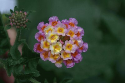 פאזל של LANTANA