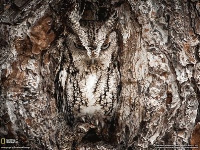 Owl jigsaw puzzle