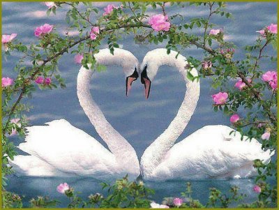 Imagenes