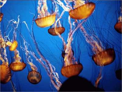 פאזל של medusa