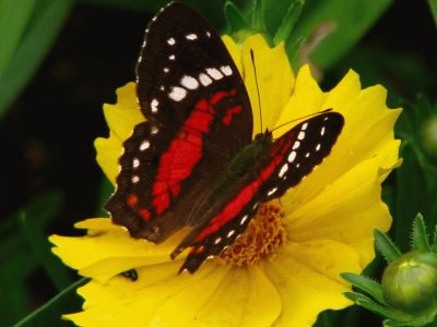 פאזל של Mariposa Capacho