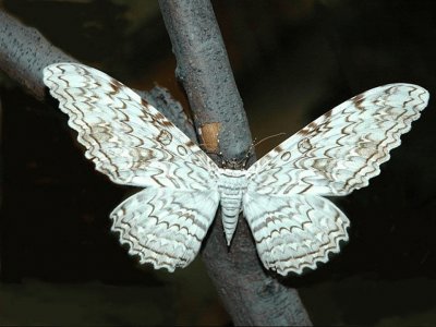 Mariposa Emperador jigsaw puzzle