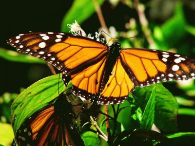 פאזל של Mariposa Monarca