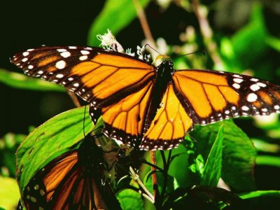 Mariposa Monarca jigsaw puzzle