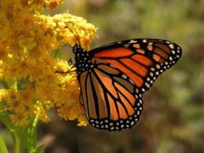 Mariposa Monarca 2