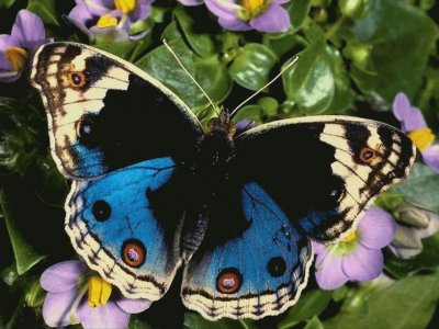 Mariposa Morfo jigsaw puzzle