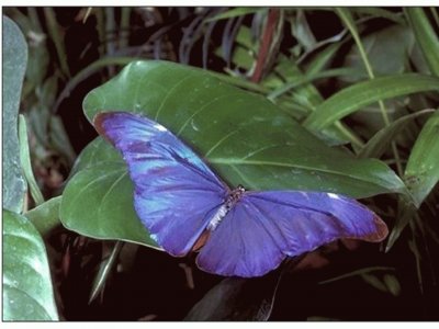 Mariposa Morfo - SudamÃ©rica jigsaw puzzle