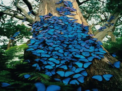 Mariposas azules - Colombia jigsaw puzzle