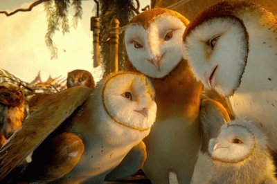 owls