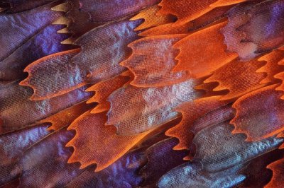butterfly scales