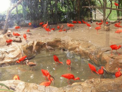 Jurong Bird Park Singapore jigsaw puzzle