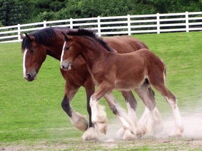 Clydesdales jigsaw puzzle