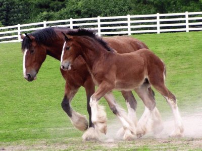 פאזל של Clydesdales