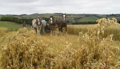 Clydesdales at harvest jigsaw puzzle