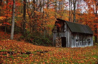 autumn country barn jigsaw puzzle