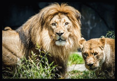 Lions