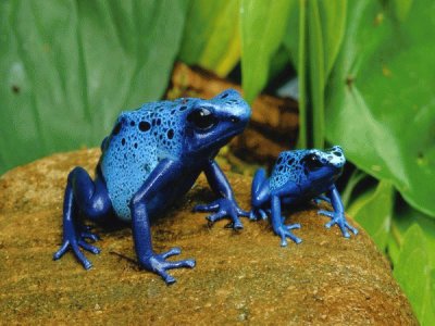 פאזל של Dart Frogs