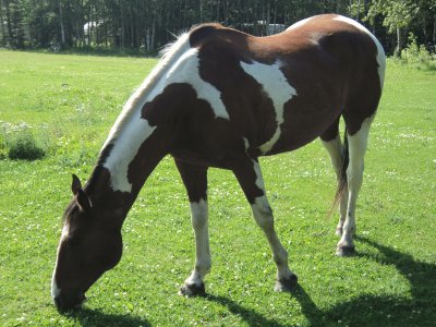 horse jigsaw puzzle