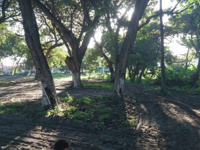 פאזל של Bosque Central de Aquiraz-Ce