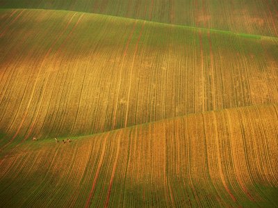 field with deer