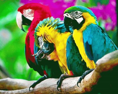 פאזל של papagaios