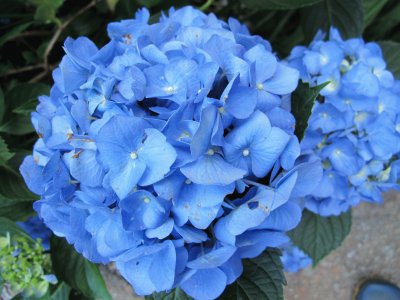 פאזל של blue hydrangia