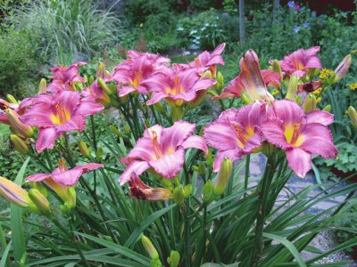 פאזל של Daylily