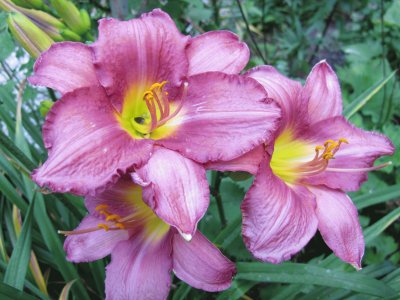 פאזל של Daylily