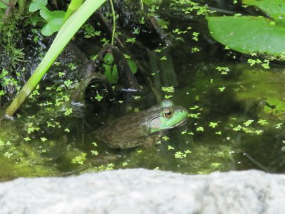 garden pond jigsaw puzzle