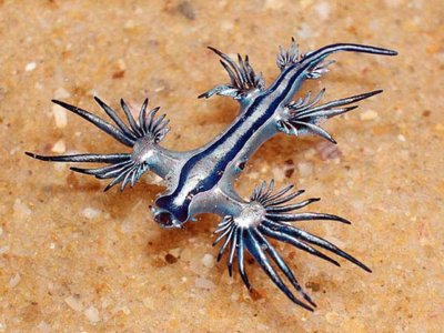 Glaucus Atlanticus jigsaw puzzle