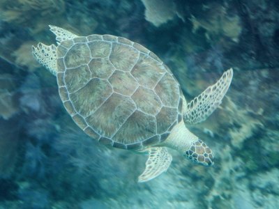 Green Turtle J. Pennekamp - Florida