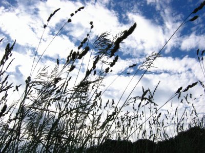 long grass against blue sky