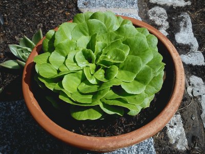 פאזל של Salat