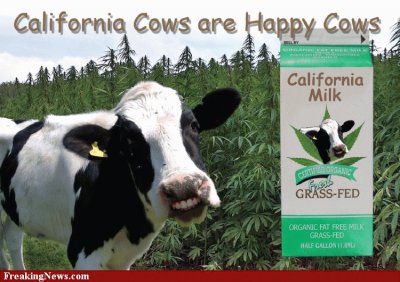 California Happy Cow- "Grass Fed " LOL jigsaw puzzle