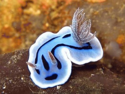 Molusco Nudibranquio