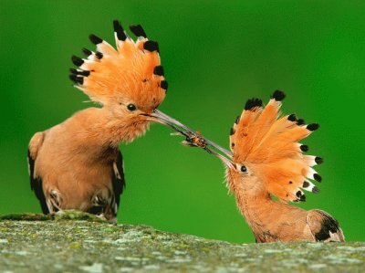 Animaladas