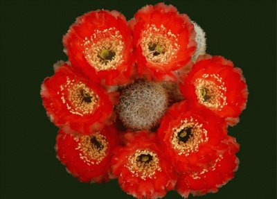 desert flower