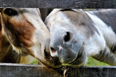 פאזל של Horses Noses