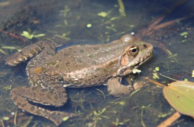 Frog jigsaw puzzle